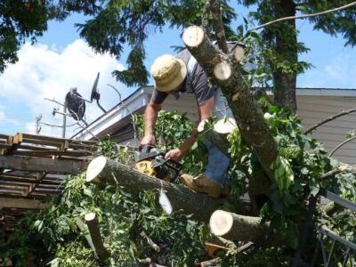 liable for tree damage